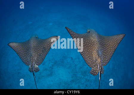 Coppia di Spotted Eagle raggi, Aetobatus narinari, Cocos Island, Oceano Pacifico, Costa Rica Foto Stock