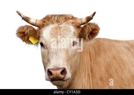 Testa di vacca - animali di fattoria Foto Stock