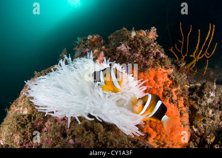 Clarks Anemonefish in imbianchiti anemone marittimo, Amphiprion clarkii, Lembeh strait, Sulawesi, Indonesia Foto Stock