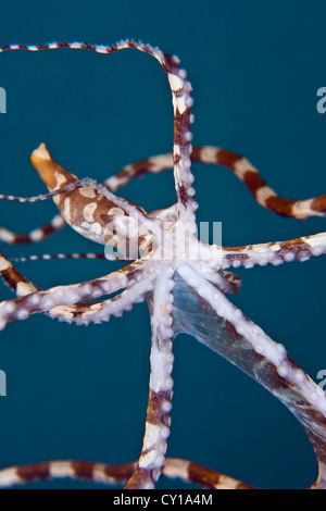 Wonderpus Octopus, Wunderpus photogenicus, Lembeh strait, Sulawesi, Indonesia Foto Stock