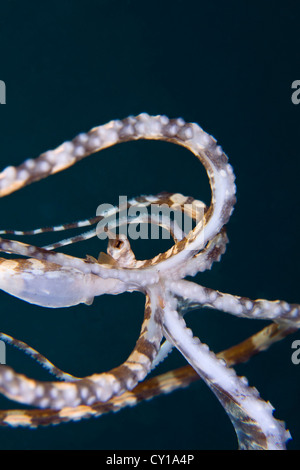 Wonderpus Octopus, Wunderpus photogenicus, Lembeh strait, Sulawesi, Indonesia Foto Stock
