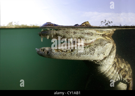 Caimano Spectacled, crocodilus caimano, Rio Baia Bonita, Bonito, Mato Grosso do Sul, Brasile Foto Stock