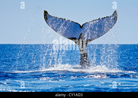 Fluke di Humpback Whale, Megaptera novaeangliae, Hawaii, STATI UNITI D'AMERICA Foto Stock