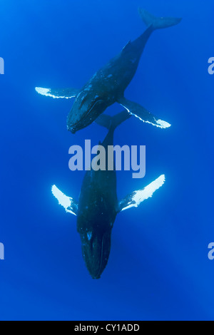 Coppia di Humpback Whale, Megaptera novaeangliae, Hawaii, STATI UNITI D'AMERICA Foto Stock