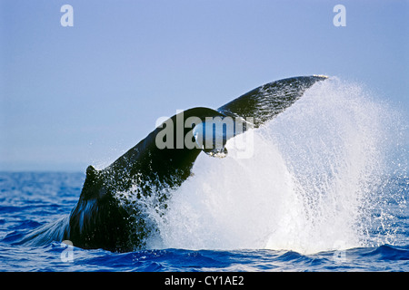 Fluke di Humpback Whale, Megaptera novaeangliae, Hawaii, STATI UNITI D'AMERICA Foto Stock