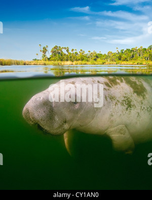 Florida Manatee, Trichechus manatus latirostris, Crystal River, Florida, Stati Uniti d'America Foto Stock