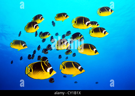 Scuola di Raccoon Butterflyfish, Chaetodon lunula, Big Island, Hawaii, STATI UNITI D'AMERICA Foto Stock