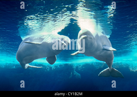 Il Beluga White Whale, Delphinapterus leucas, cattività, STATI UNITI D'AMERICA Foto Stock