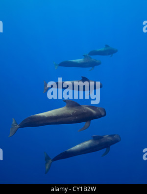 A breve alettato Balene Pilota, Globicephala macrorhynchus, Big Island, Hawaii, STATI UNITI D'AMERICA Foto Stock