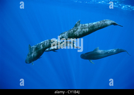 A breve alettato Balene Pilota, Globicephala macrorhynchus, Big Island, Hawaii, STATI UNITI D'AMERICA Foto Stock