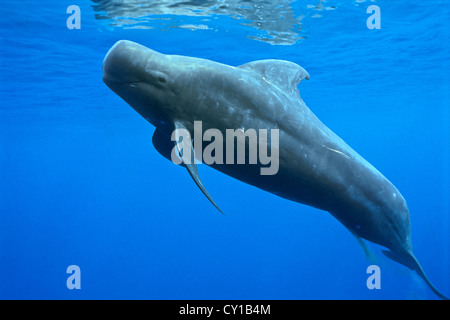 A breve alettato di Balene Pilota, Globicephala macrorhynchus, Big Island, Hawaii, STATI UNITI D'AMERICA Foto Stock