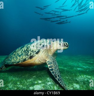 Enorme tartaruga di mare sul fondo di alghe marine con la scuola di barracuda Foto Stock