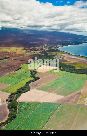 I campi di zucchero di canna, Maui, Hawaii, STATI UNITI D'AMERICA Foto Stock