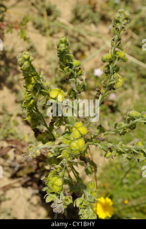 Hound's-lingua, Cynoglossum officinale, frutta o seedheads Foto Stock