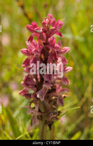 Dactylorhiza incarnata, Early Marsh Orchid Foto Stock