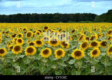 Giallo enorme campo di semi di girasole Foto Stock