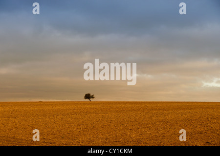 Unico albero da soli all'orizzonte Foto Stock