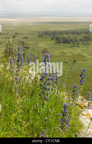 Viper's-bugloss, Echium vulgare su Cwm Ivy Tor si affaccia Whiteford Burrows Foto Stock