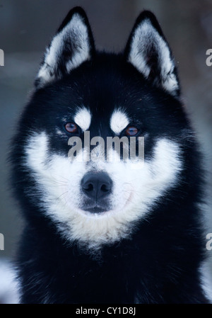 Cani Husky in Finlandia Foto Stock