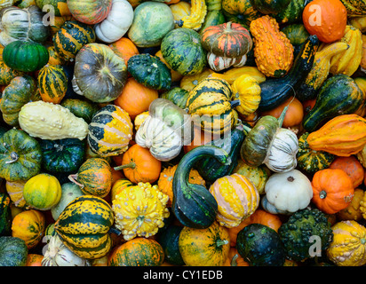 Sfondo di zucca Foto Stock