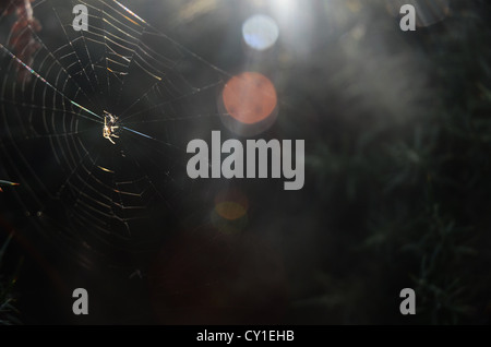 Spider Web e illuminata da un sole basso circondato da cespugli di ginestre Foto Stock