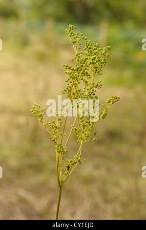 Olmaria, Filipendula ulmaria, frutti in autunno Foto Stock