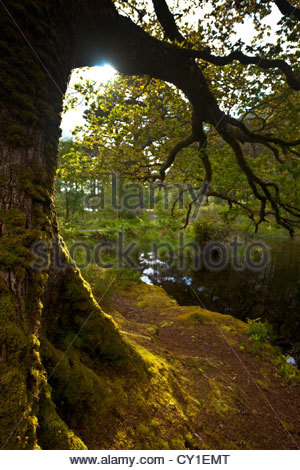 Una quercia knarly sorge da un tranquillo laghetto in Muckross Estate. Foto Stock