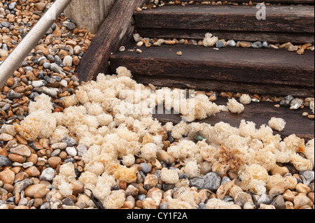 Tempesta duro lavato fino detriti buccino uovo caso dal mare depositato nei pressi di pennelli e sui gradini che conducono alla spiaggia ghiaiosa Foto Stock