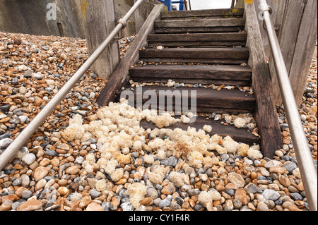 Tempesta duro lavato fino detriti buccino uovo caso dal mare depositato nei pressi di pennelli e sui gradini che conducono alla spiaggia ghiaiosa Foto Stock