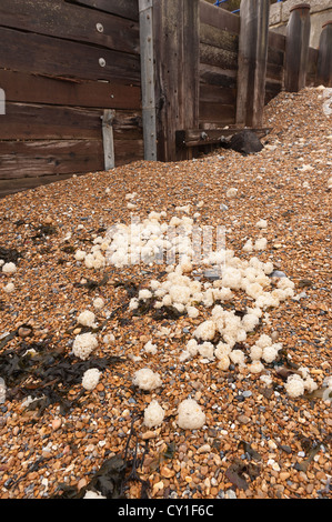 Tempesta duro lavato fino detriti buccino uovo caso dal mare depositato nei pressi di pennelli e sui gradini che conducono alla spiaggia ghiaiosa Foto Stock