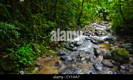 Un fiume scorre attraverso una giungla. Foto Stock