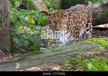 Leopardo dell'Amur Foto Stock