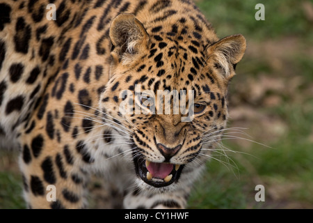 Leopardo dell'Amur Foto Stock