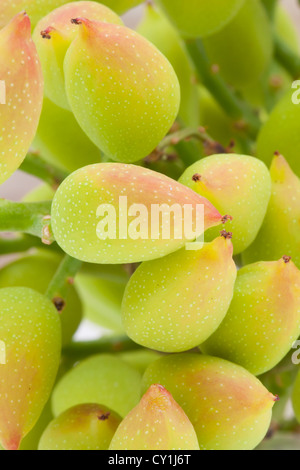 La maturazione pistacchio alberi da frutto, Cipro Foto Stock