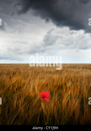 Il papavero nel campo sotto il cielo in tempesta Foto Stock