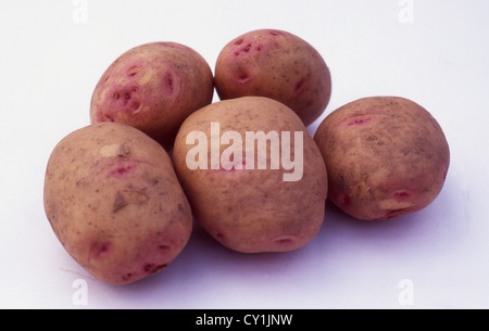 Campione di 5 'cara' maincrop tuberi di patata (Solanum tuberosum) su sfondo bianco Foto Stock