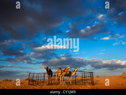 Cammelli nel deserto Nafoud, Arabia Saudita Foto Stock