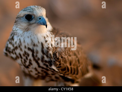 La Falconeria In Area Sakakah, Arabia Saudita Foto Stock