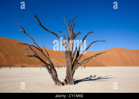 Sossusvlei (dead valley) nel Parco Namib-Naukluft, Namibia Foto Stock