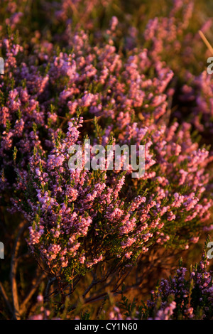 Bell heather nel pieno fiore Foto Stock