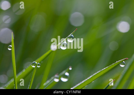 Close up dewdrops sulle lame di erba di prato in mattina presto Foto Stock