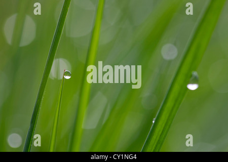 Close up dewdrops sulle lame di erba di prato in mattina presto Foto Stock