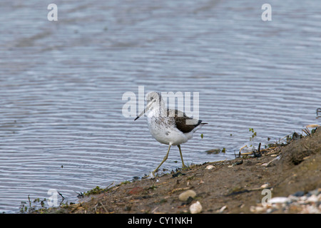 Comune (Greenshank Tringa nebularia) foraggio lungo la riva del lago Foto Stock