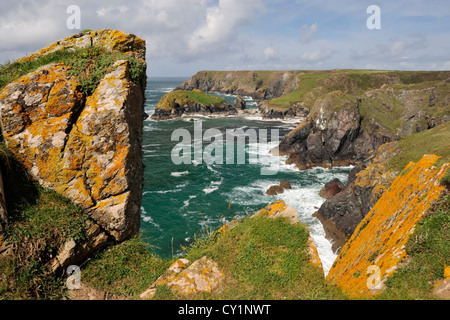 La selvaggia bellezza del sentiero costiero tra Lizard Point e Kynance Cove, Cornwall, Inghilterra Foto Stock