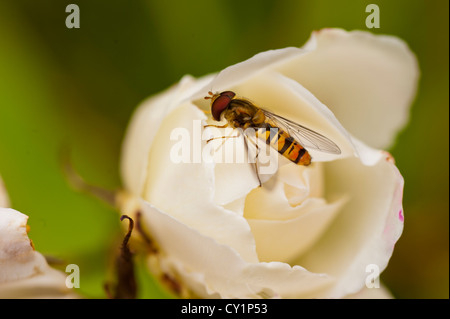 Hover Fly Bee wasp. Gli insetti presi al nostro giardino Amlwch Anglesey North Wales UK. Su una rosa bianca. Foto Stock