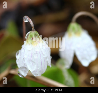 Il bianco dei fiori di legno (Anemone Anemone nemorosa ,) coperto di gocce di pioggia e chiuso a causa della pioggia Foto Stock