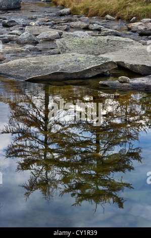 I larici si riflette nel lago di Dre, Gran Paradiso NP, Piemonte, Italia Foto Stock