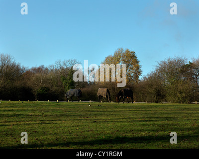 I cavalli che indossa una coperta nella zona paddock pascolare Inghilterra Foto Stock