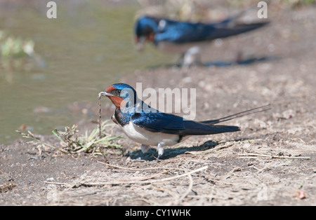 Unione Barn Swallow, Hirundo rustica, raccoglie fango per materiale di nido.la molla. Spagna Foto Stock