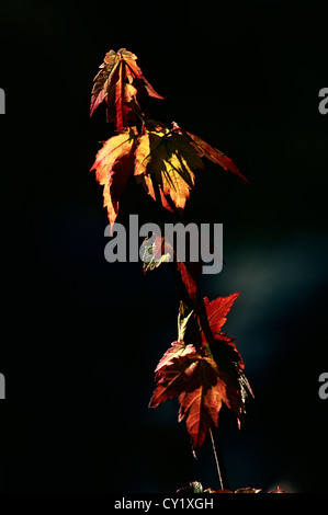 Young red maple tree in fall colors, C&O Canal National Historic Park, Great Falls, Maryland Foto Stock